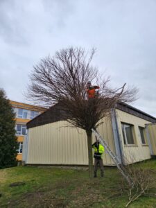 Redukční řez stromu - černčicer